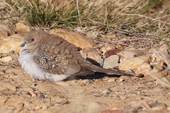 Geopelia cuneata