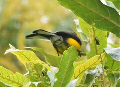 Myioborus ornatus