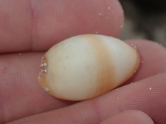 Monetaria caputserpentis