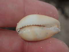 Monetaria caputserpentis