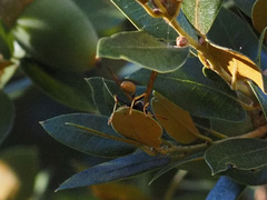 Mischocyttarus flavitarsis