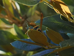 Mischocyttarus flavitarsis