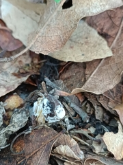 Hypomyces cervinigenus