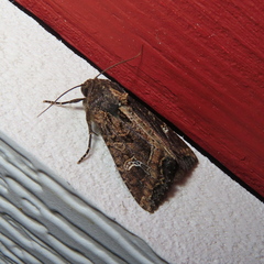 Helotropha reniformis