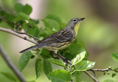 Setophaga kirtlandii