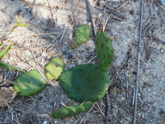 Opuntia mesacantha