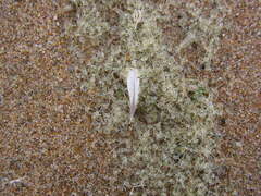 Bythotrephes longimanus