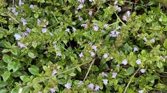 Clinopodium