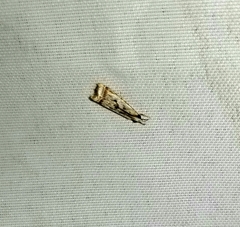 Microcrambus elegans