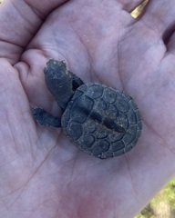 Malaclemys terrapin