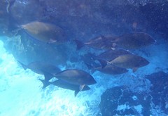 Prionurus maculatus