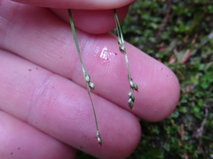Carex eburnea image