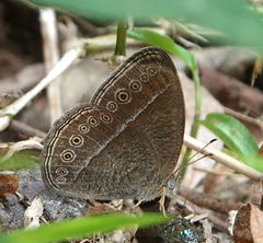 Mycalesis janardana
