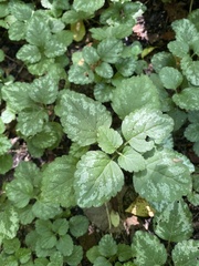 Lamium galeobdolon