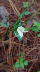 Scopula umbilicata