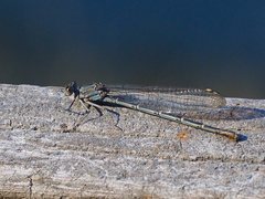 Argia lugens