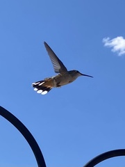 Selasphorus platycercus