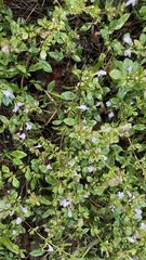 Clinopodium