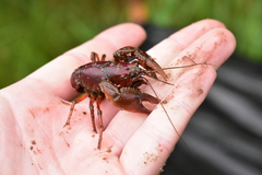 Procambarus gracilis