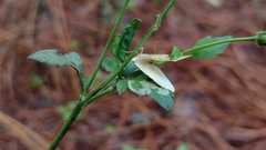 Scopula umbilicata
