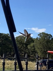 Selasphorus platycercus