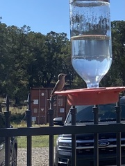 Selasphorus platycercus