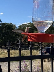 Selasphorus platycercus