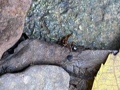 Camponotus subbarbatus