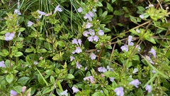 Clinopodium