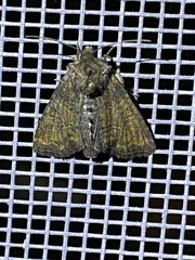 Oligia latruncula