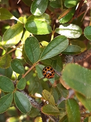 Harmonia conformis