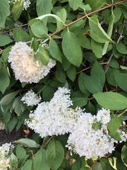 Hydrangea