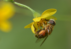 Palpada vinetorum