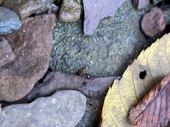 Camponotus subbarbatus