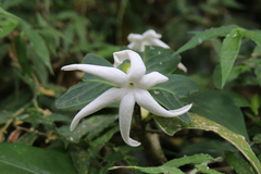Gentianales