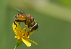 Palpada vinetorum