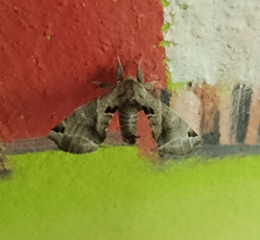 Apatelodes pudefacta