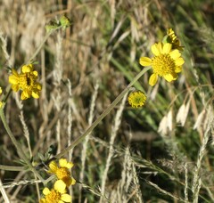 Hymenothrix dissecta