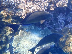 Prionurus maculatus