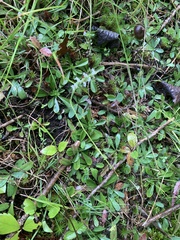 Spiranthes casei