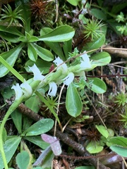 Spiranthes casei