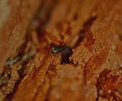 Camponotus modoc