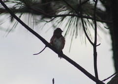 Pipilo erythrophthalmus