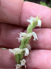 Spiranthes casei
