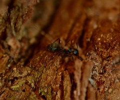 Camponotus modoc