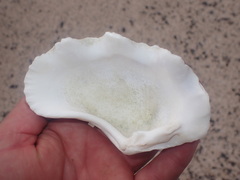 Tridacna maxima