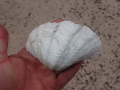 Tridacna maxima