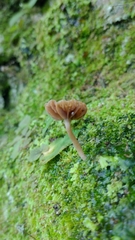 Mycena corticola