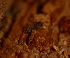 Camponotus modoc