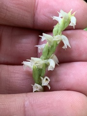 Spiranthes casei